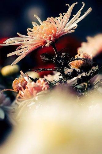 鲜花专用牌子排名前十(有没有比较好的鲜花品牌)插图21