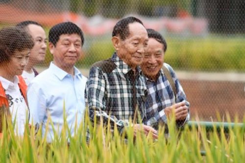 袁隆平成就(袁隆平的伟大事迹50字)插图3