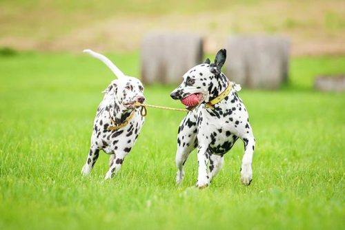 排名前十最好的犬(最通人性的犬排名)插图5