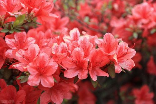 中国鲜花产地排名前十(中国三大鲜花产地)插图20