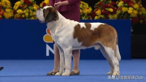 圣伯纳犬(圣伯纳犬电影)插图13