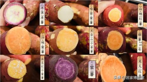 排名前十的红薯品种(不同品种红薯的特点)插图1