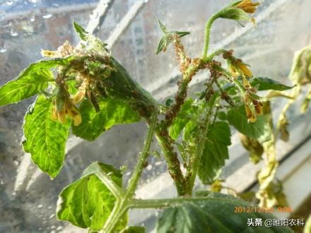 一种消灭蚜虫的好方法(小黑虫咬人特别痒像跳蚤)插图2