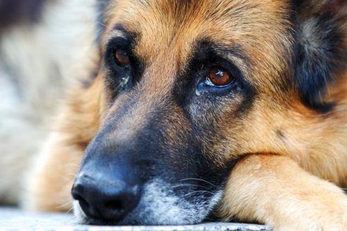 犬皮肤病(泰迪皮肤病用什么药效果最好)插图3