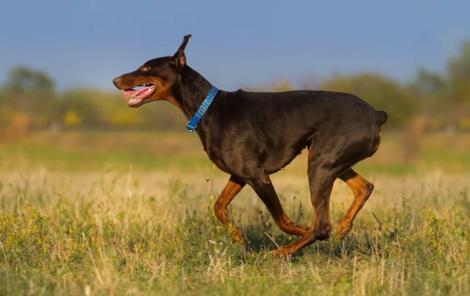 世界名犬品种排名前十(世界著名犬品种排名)插图2