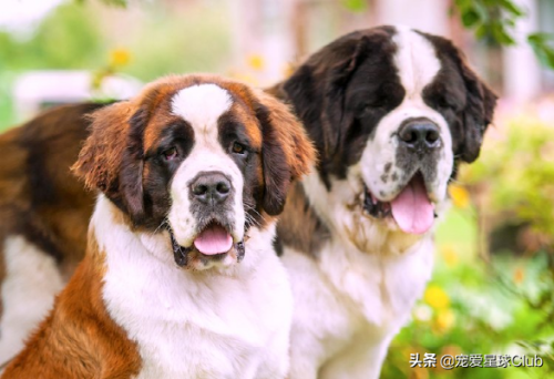 圣伯纳犬(圣伯纳犬电影)插图2