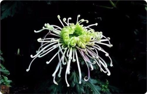 菊花图片大全(菊花图片怀念故人)插图17