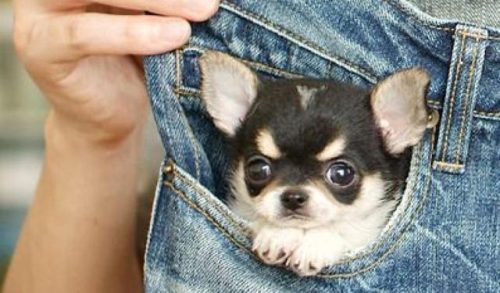 茶杯贵宾犬(最小的小型犬)插图4