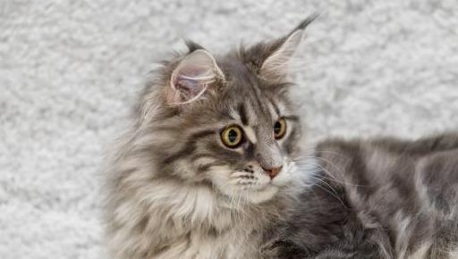 布偶猫品系排名前十(布偶属于什么档次的猫)插图1