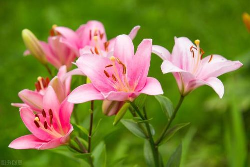 中国鲜花产地排名前十(中国三大鲜花产地)插图34