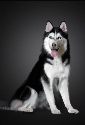 世界名犬品种排名前十(世界著名犬品种排名)插图5