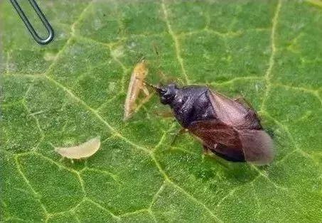 蔬菜克星排名前十图片(蔬菜相克大全图解)插图8