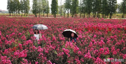 兴平旅游景区排名前十(兴平周边自驾一日游 免费)插图13