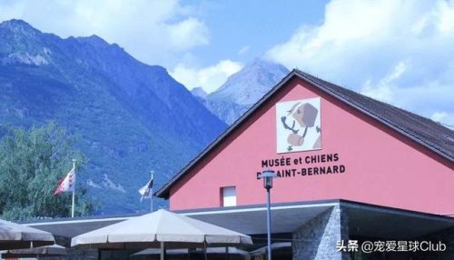 圣伯纳犬(圣伯纳犬电影)插图1