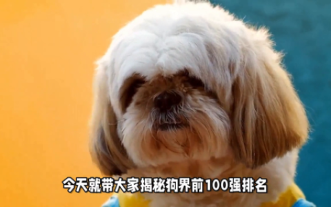 大型犬排名(十大恶狗排名表)
