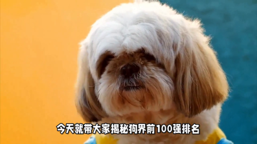 大型犬排名(十大恶狗排名表)插图