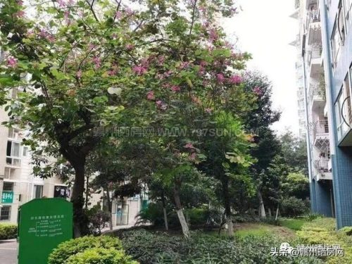 赣州精装豪宅排名前十(赣州豪宅推荐)插图14
