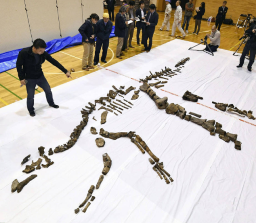恐龙特级克赛号(8090年代一部恐龙动画片)插图1