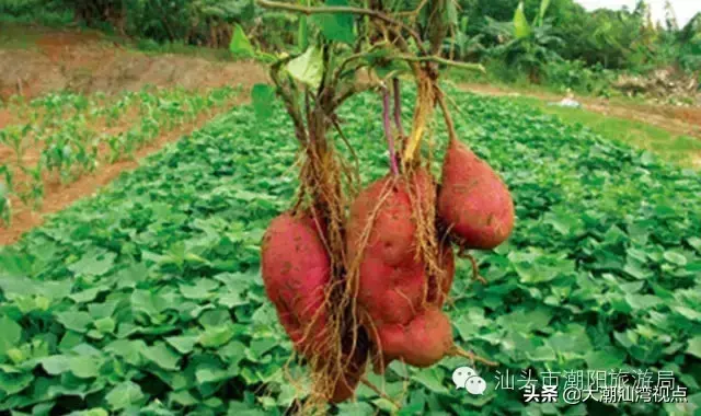 潮阳老牌小吃排名前十(潮阳棉城美食地点)插图24