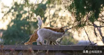北大虐猫(北京大学学生流浪猫关爱协会)插图7