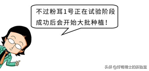 粉木耳什么意思(粉_木耳)插图9