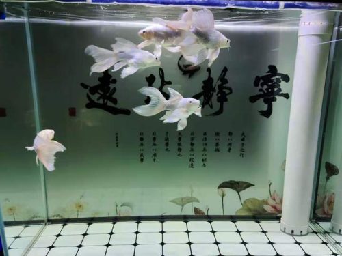 排名前十超静音增氧机(卖鱼增氧机十大排名)插图2