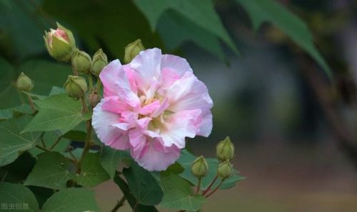 中国鲜花产地排名前十(中国三大鲜花产地)插图30