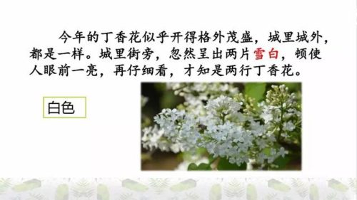 霜树尽空枝肠断丁香结(芭蕉不展丁香结同向春风各自愁)插图24
