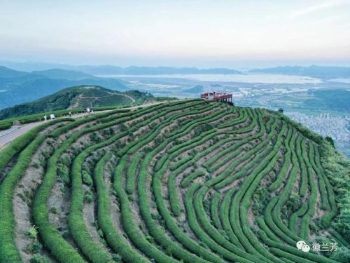 中国茶市(新昌中国茶市)插图4