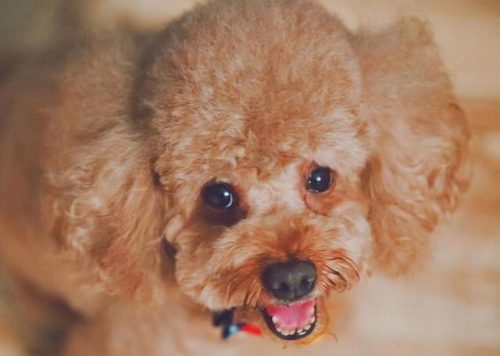 宠物狗贵宾(贵宾犬介绍)插图