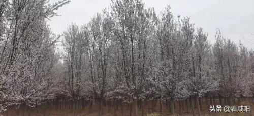 兴平旅游景区排名前十(兴平周边自驾一日游 免费)插图15