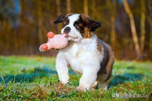 圣伯纳犬(圣伯纳犬电影)插图12