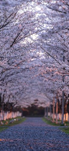 樱花图片(樱花树图片)插图1