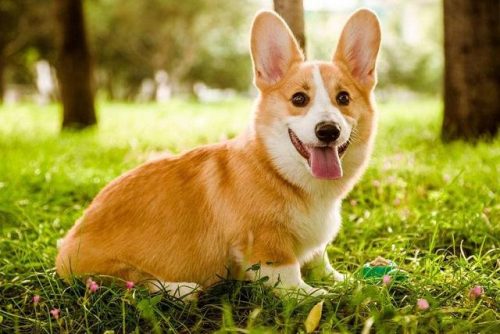 好看名犬品种排名前十(大型犬品种大全排行榜)插图7