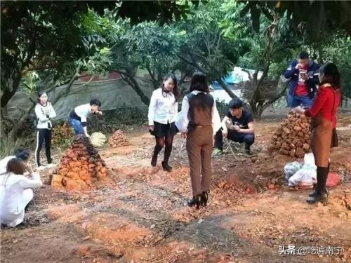 南宁好看农庄排名前十(南宁四塘学雍自然农庄)插图18