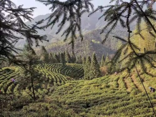 南昌高档茶庄排名前十(南昌餐饮排名前十)插图6
