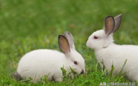 描写兔子的古诗100首(形容兔子的好词好句)