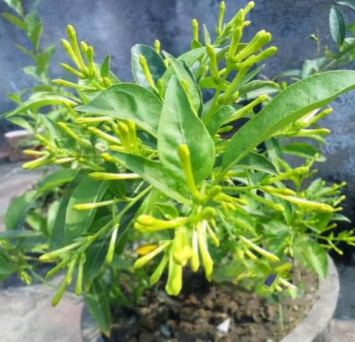 夜来香精油(夜香花的功效与作用及食用方法)插图2