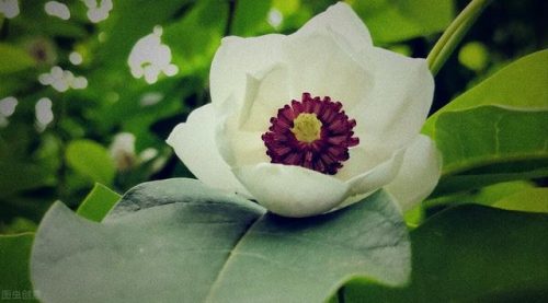 中国鲜花产地排名前十(中国三大鲜花产地)插图11
