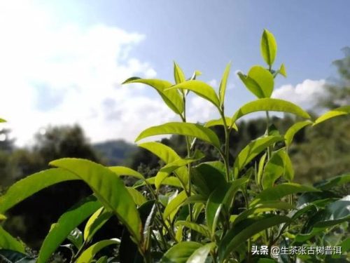 普洱散茶(普洱茶的收藏价值)插图2