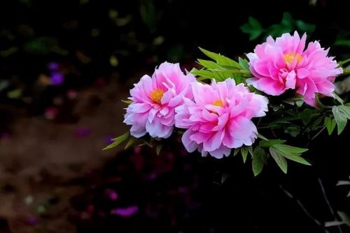 鲜花专用牌子排名前十(有没有比较好的鲜花品牌)插图14