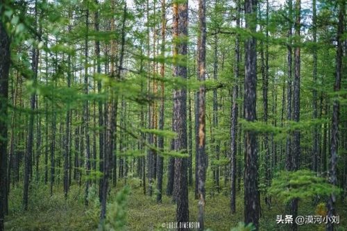 中国漠河美景排名前十(漠河景点都有哪些)插图2