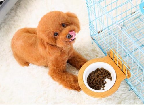 宠物狗贵宾(贵宾犬介绍)插图3