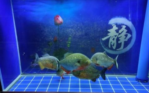 鹦鹉除虫喷雾排名前十(杀虫喷雾可以喷植物吗)