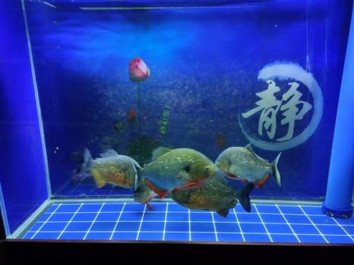 鹦鹉除虫喷雾排名前十(杀虫喷雾可以喷植物吗)插图