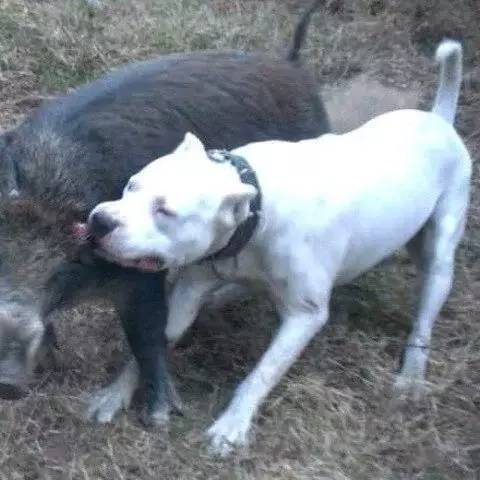 顶级巨型猛犬排名前十(十大巨型犬品种)插图10