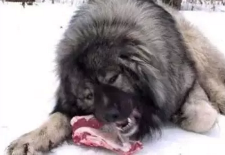 顶级巨型猛犬排名前十(十大巨型犬品种)插图5
