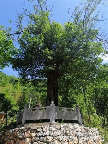 襄阳竹子品种排名前十(微型竹子品种)插图9