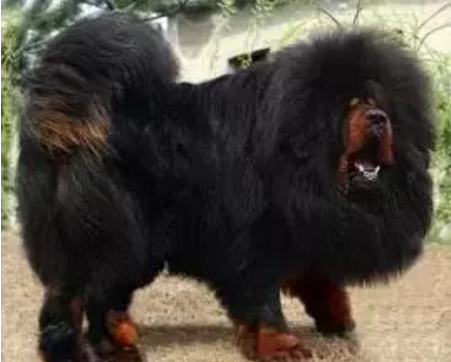 顶级巨型猛犬排名前十(十大巨型犬品种)插图4