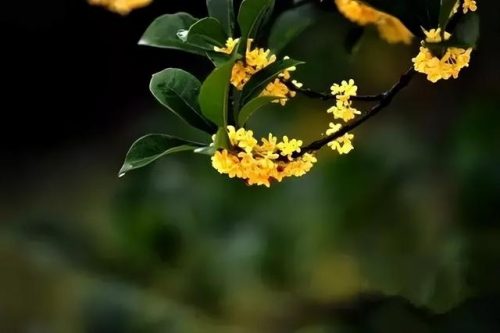 鲜花专用牌子排名前十(有没有比较好的鲜花品牌)插图70